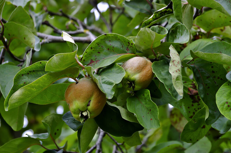 Cydonia oblonga 'Bereczkil'