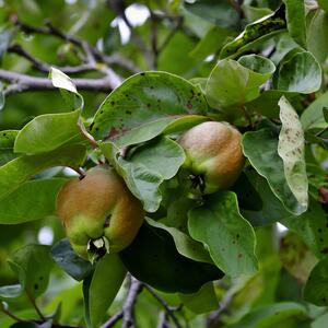 Cydonia oblonga 'Bereczkil'