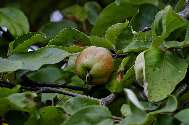 Cydonia oblonga 'Bereczkil'