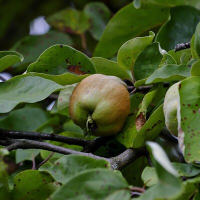 Cydonia oblonga 'Bereczkil'