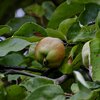 Cydonia oblonga 'Bereczkil'