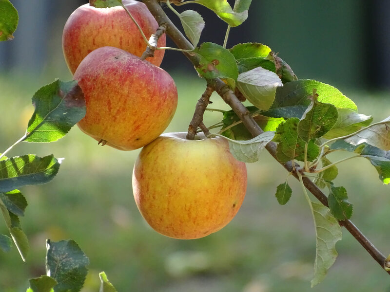 Malus domestica ' Cox Orange'