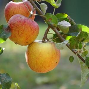 Malus domestica ' Cox Orange'