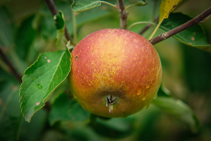 Malus domestica ' Cox Orange'
