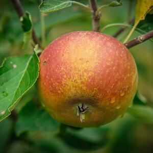 Malus domestica ' Cox Orange'