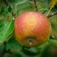 Malus domestica ' Cox Orange'