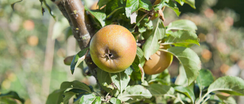 Malus domestica ' Cox Orange'