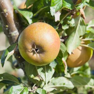Malus domestica ' Cox Orange'