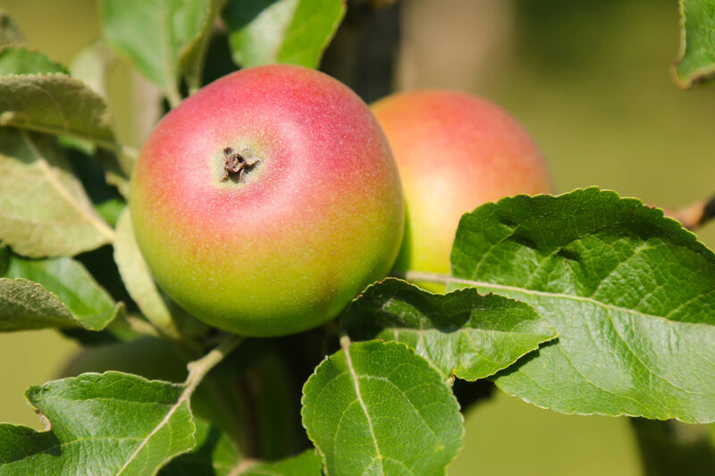 Malus domestica 'Kronprinz Rudolf'
