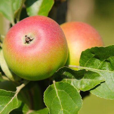 Malus domestica 'Kronprinz Rudolf'