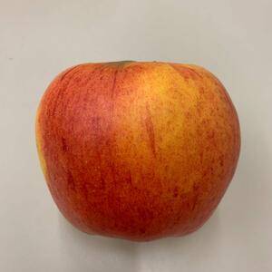 Malus domestica 'Goldparmäne'