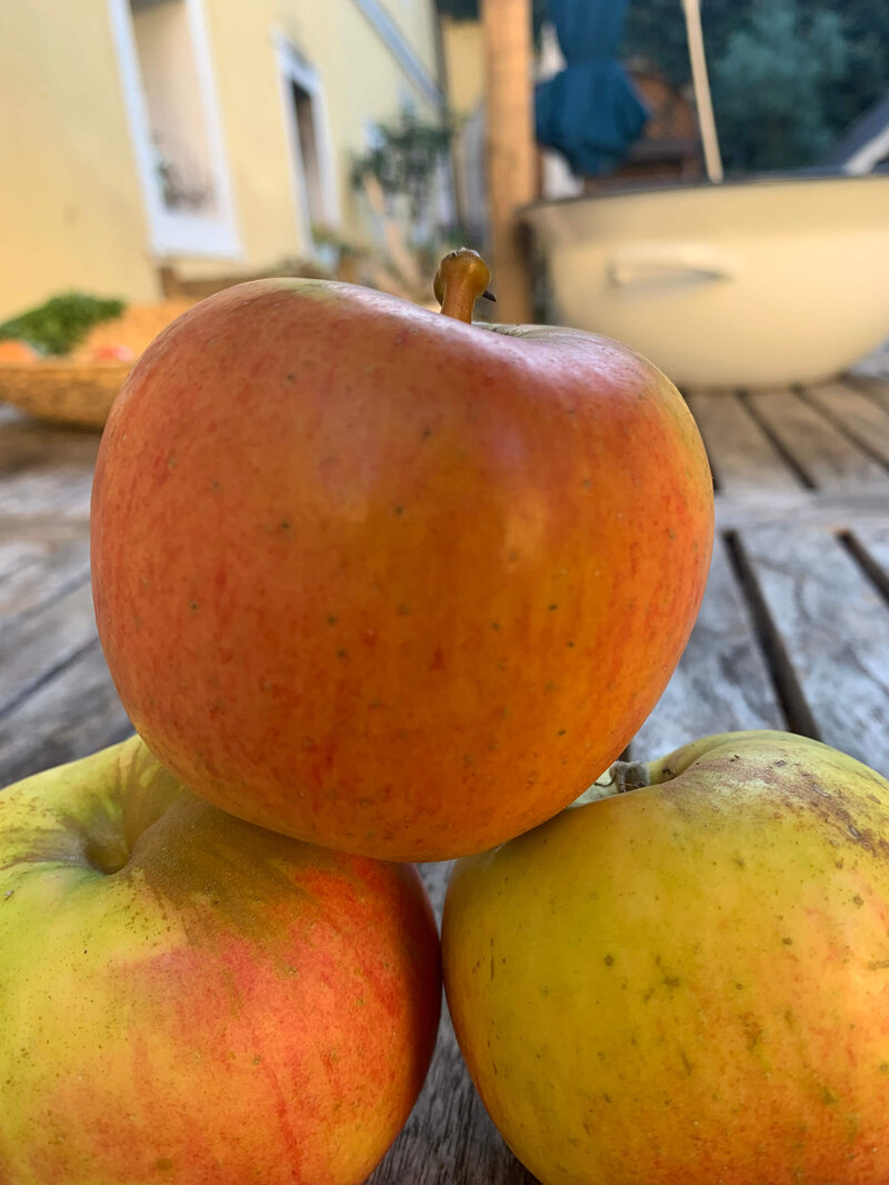 Malus domestica 'Goldparmäne'