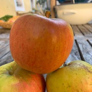 Malus domestica 'Goldparmäne'