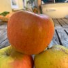 Malus domestica 'Goldparmäne'