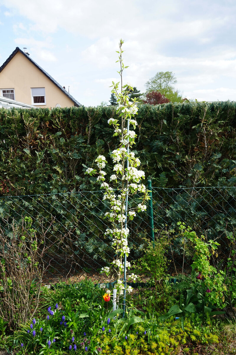 Pyrus communis 'Obelisk'