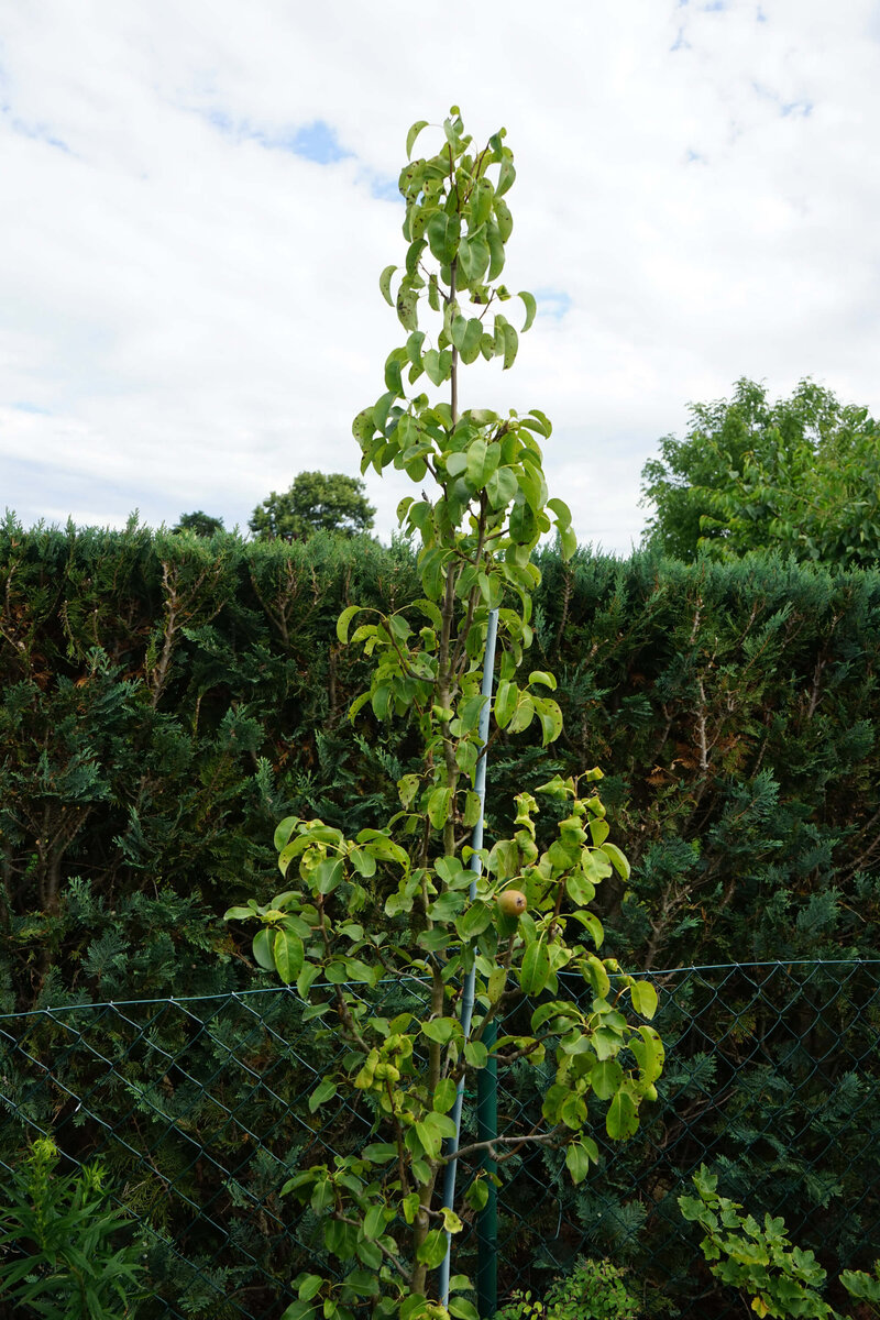 Pyrus communis 'Obelisk'