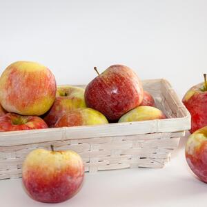 Malus domestica 'Florina'