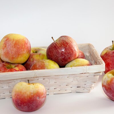 Malus domestica 'Florina'