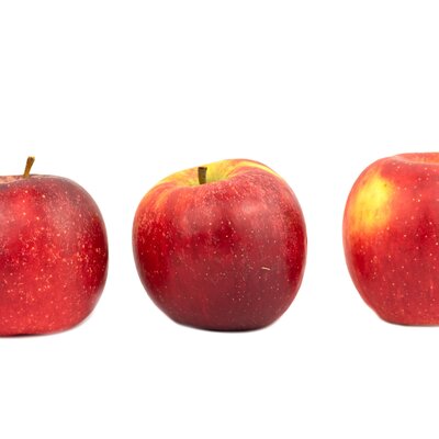 Malus domestica 'Florina'