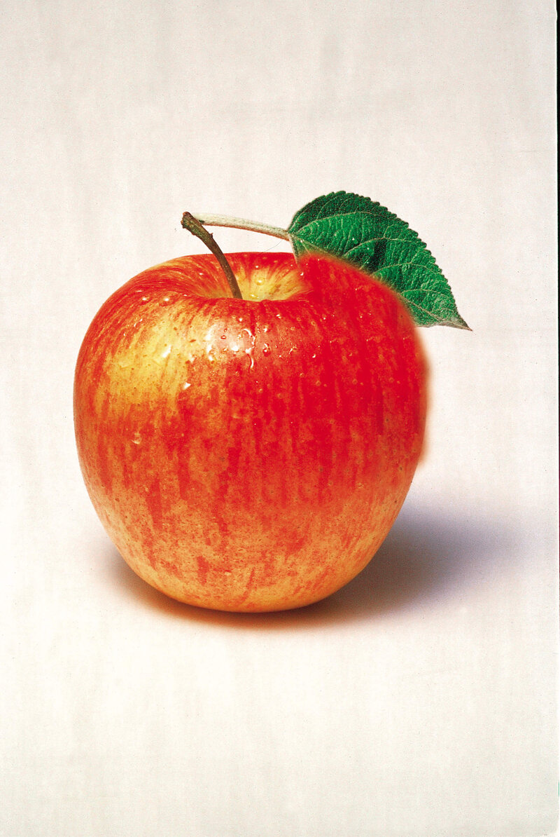 Malus domestica 'Harmonie'