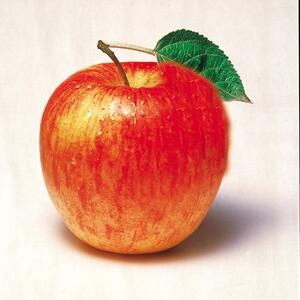 Malus domestica 'Harmonie'