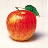 Malus domestica 'Harmonie'