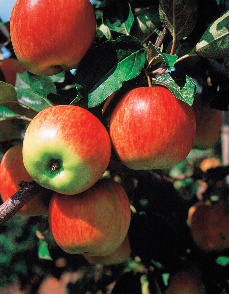 Malus domestica 'Harmonie'