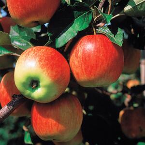 Malus domestica 'Harmonie'