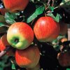 Malus domestica 'Harmonie'