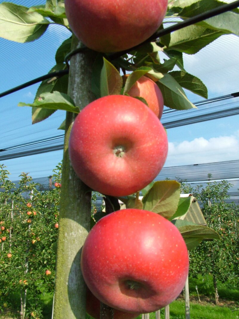 Malus domestica 'Red Topaz'