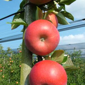 Malus domestica 'Red Topaz'