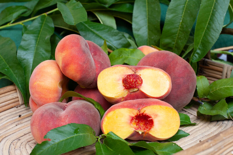 Prunus persica 'Jalousia'