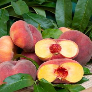 Prunus persica 'Jalousia'