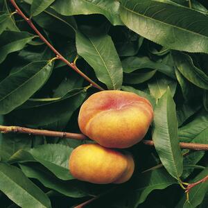 Prunus persica 'Jalousia'