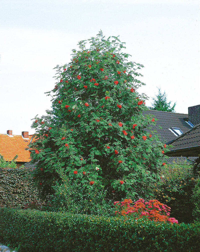 Sorbus aucuparia Edulis 