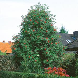 Sorbus aucuparia Edulis 