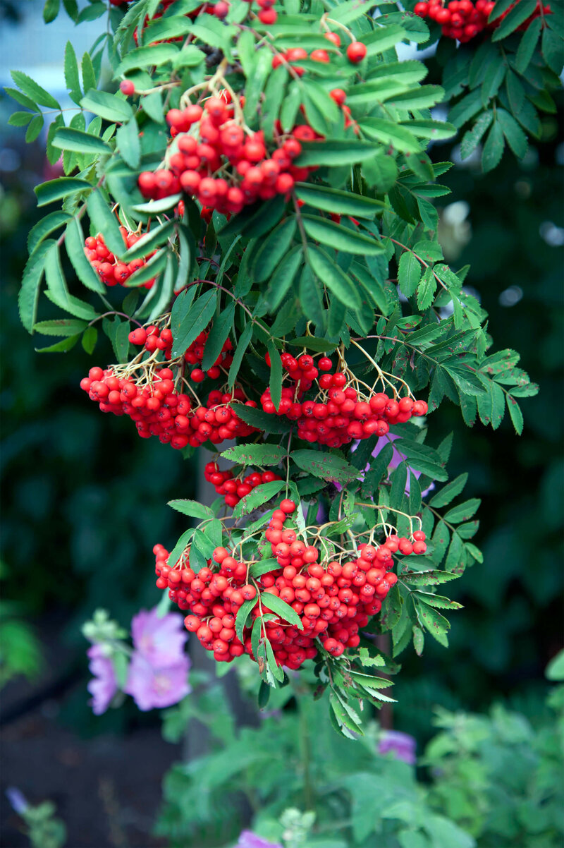 Sorbus aucuparia Edulis 