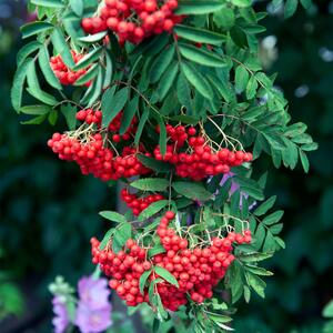 Sorbus aucuparia Edulis 