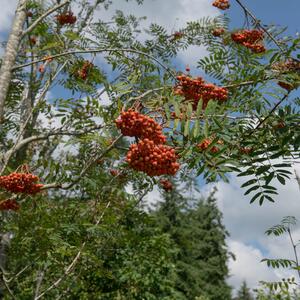 Sorbus aucuparia Edulis 