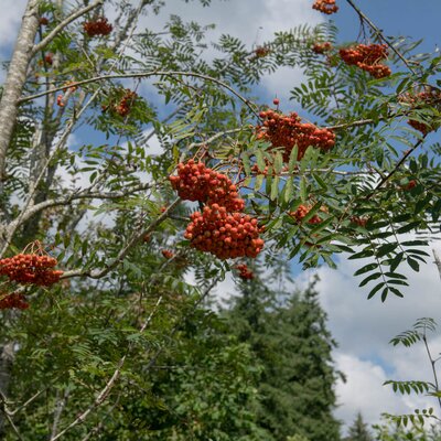 Sorbus aucuparia Edulis 