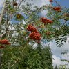 Sorbus aucuparia Edulis 