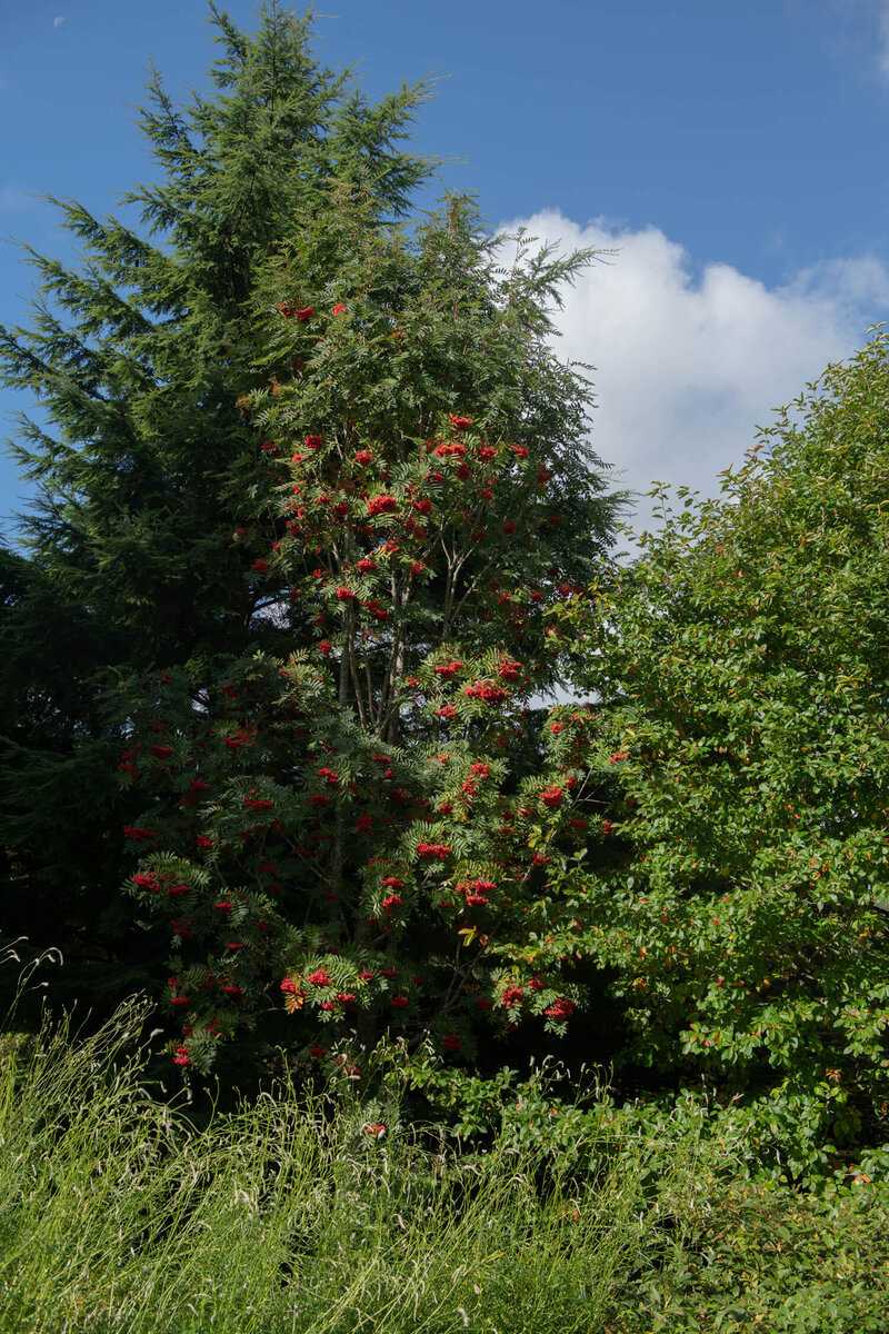 Sorbus aucuparia Edulis 