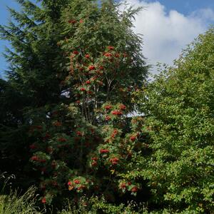 Sorbus aucuparia Edulis 