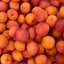 Prunus armeniaca Bergeron
