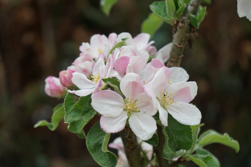 Malus domestica Bolero