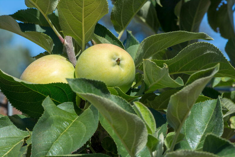 Malus domestica Bolero