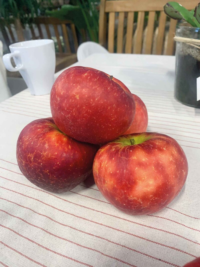 Malus domestica Croquella