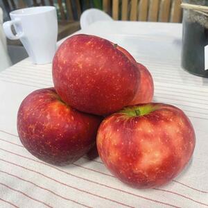 Malus domestica Croquella
