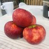 Malus domestica Croquella