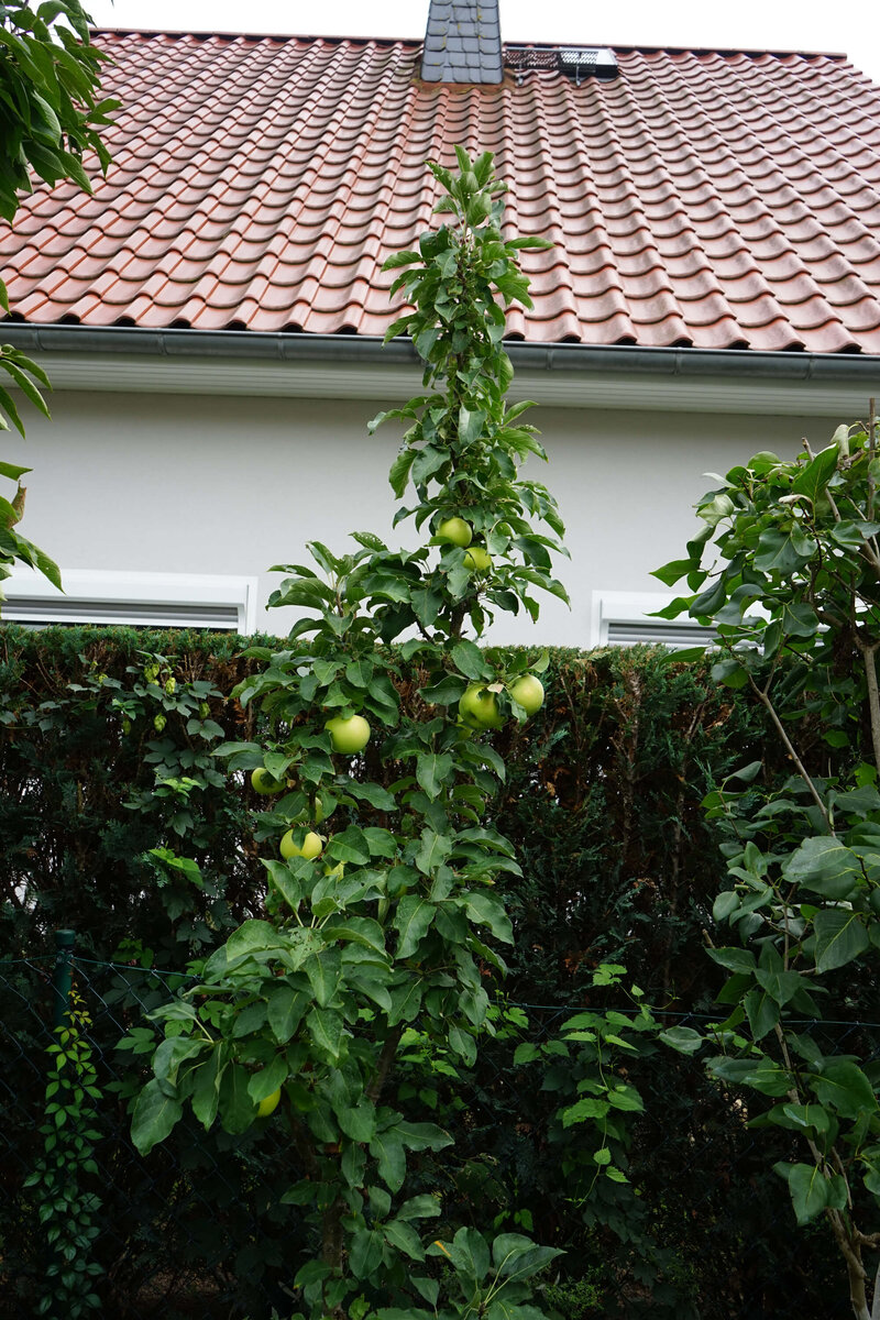 Malus domestica Bolero